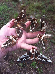 Citheronia splendens sinaloensis