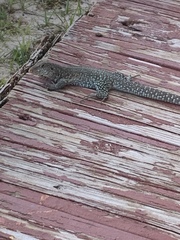 Pholidoscelis plei