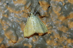 Scybalistodes vermiculalis