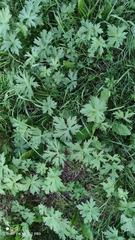 Geranium palustre