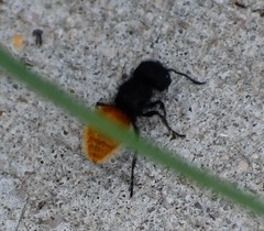 Pseudomethoca pigmentata