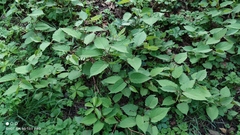 Reynoutria × bohemica