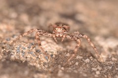 Xysticus kochi
