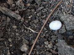 Tarentola mauritanica