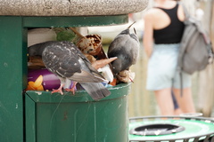 Columba livia domestica