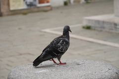 Columba livia domestica
