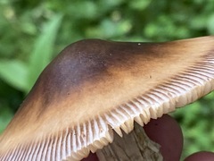 Amanita umbrinolutea