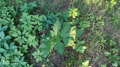 Heracleum sosnowskyi