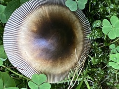Amanita umbrinolutea