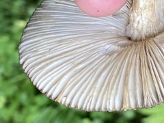 Amanita umbrinolutea