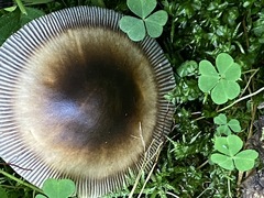Amanita umbrinolutea