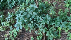 Parthenocissus inserta