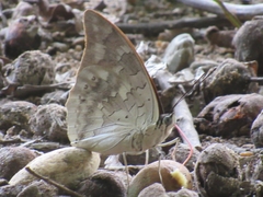 Archaeoprepona demophoon