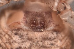 Xysticus kochi