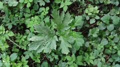 Heracleum sosnowskyi