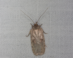Agonopterix ocellana