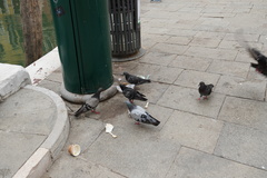 Columba livia domestica