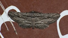 Iridopsis obliquaria