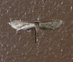 Protoproutia laredoata