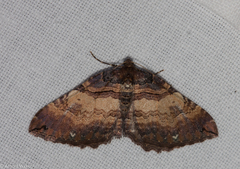 Earophila badiata