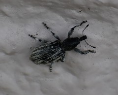 Otidocephalini