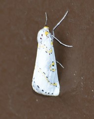 Philtraea paucimacula