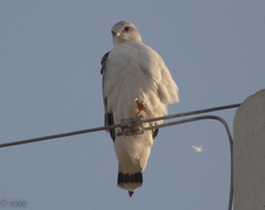 Geranoaetus polyosoma polyosoma