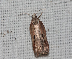 Acleris cristana