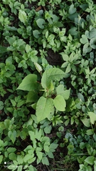 Reynoutria × bohemica