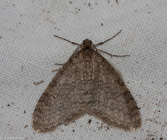 Trichopteryx carpinata