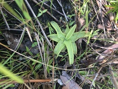 Pinguicula caerulea
