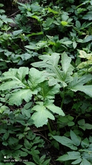 Heracleum sosnowskyi