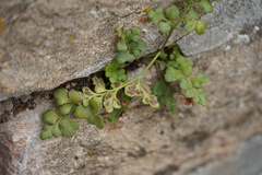 Asplenium ruta-muraria