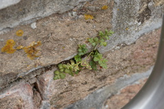 Asplenium ruta-muraria