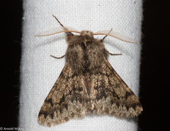 Apocheima hispidaria