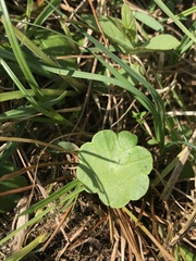 Hydrocotyle vulgaris