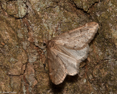 Alsophila aescularia
