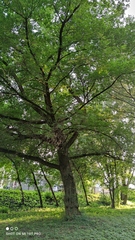 Acer negundo