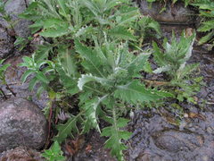 Cirsium svaneticum