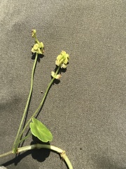 Hydrocotyle vulgaris