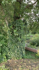 Parthenocissus inserta