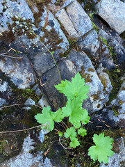 Heuchera glabra