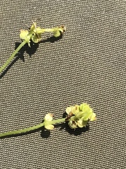 Hydrocotyle vulgaris