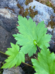 Heuchera glabra