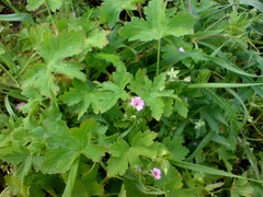 Geranium divaricatum