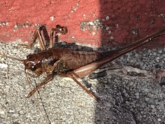 Antaxius spinibrachius