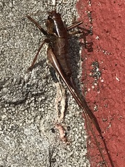 Antaxius spinibrachius