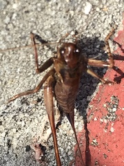 Antaxius spinibrachius