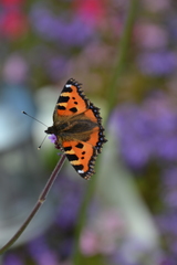 Aglais urticae