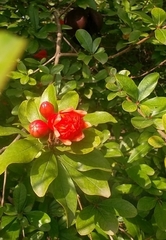 Punica granatum
